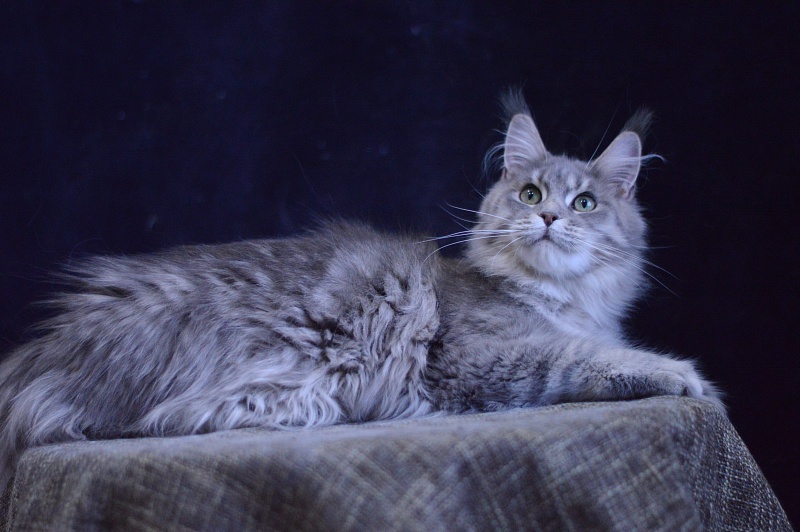 Paborito *RU Sabina - Junior maine-coon 9 months