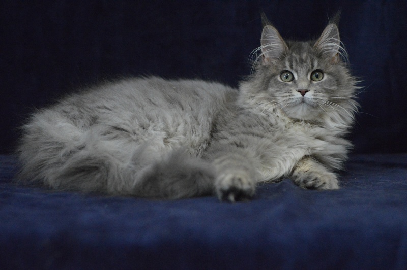 Paborito *RU Sabina - Kitten maine-coon 4 months 3.5 weeks