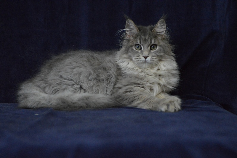 Paborito *RU Sabina - Kitten maine-coon 4 months 3.5 weeks