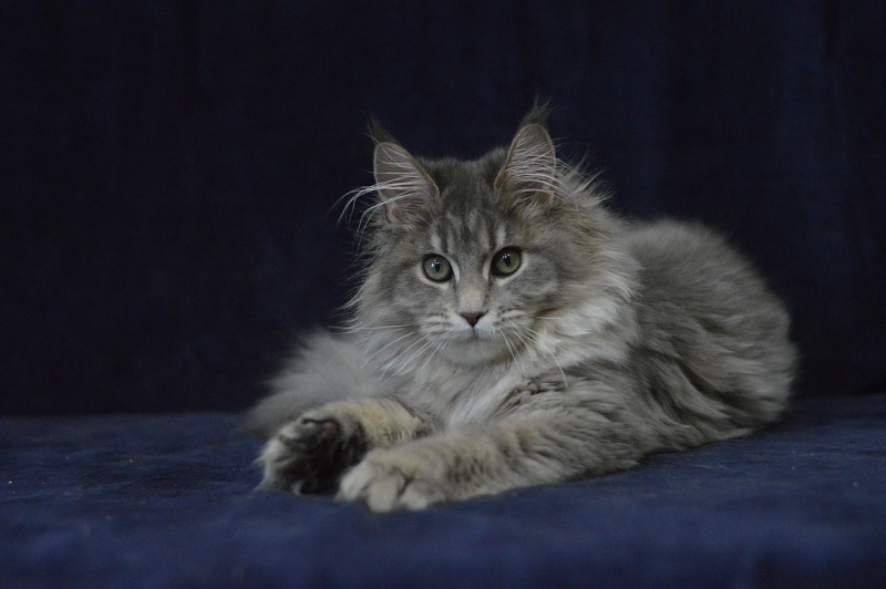 Paborito *RU Sabina - Kitten maine-coon 4 months 3.5 weeks