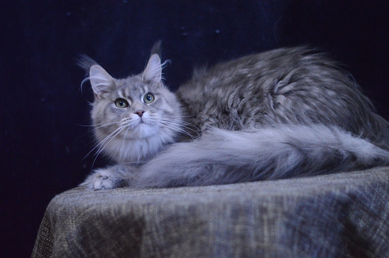 Paborito *RU Sabina - Junior maine-coon 9 months