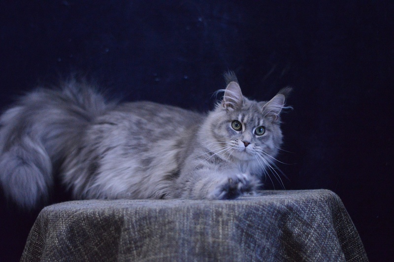 Paborito *RU Sabina - Junior maine-coon 9 months