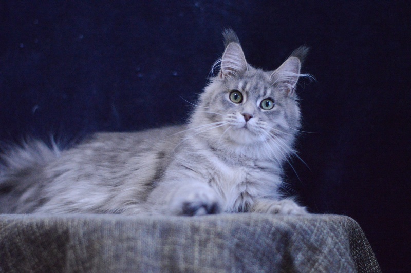 Paborito *RU Sabina - Junior maine-coon 9 months