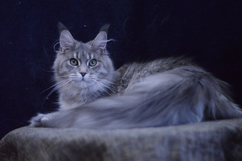 Paborito *RU Sabina - Junior maine-coon 9 months