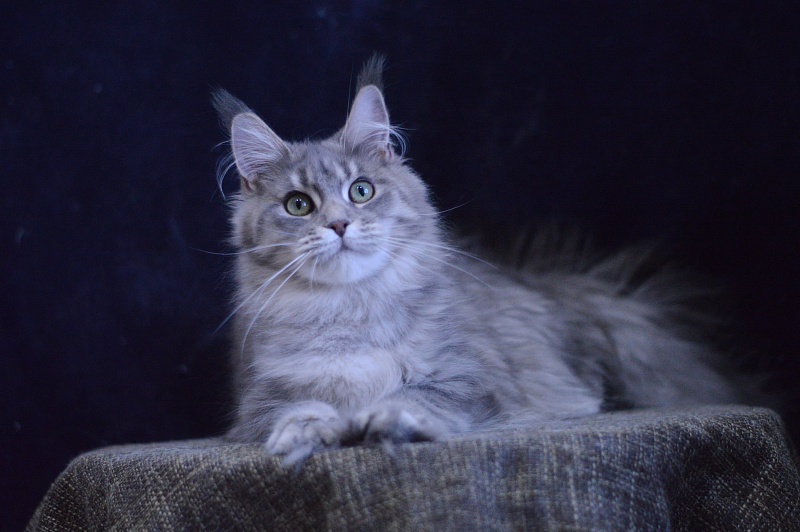 Paborito *RU Sabina - Junior maine-coon 9 months