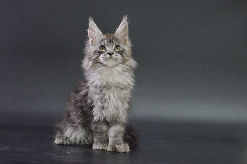 Tristan Akbars (polydactyl) 66/66 - Kitten maine-coon 3 months