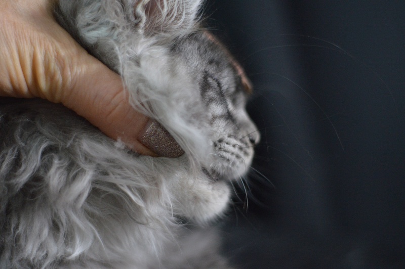 Tristan Akbars (polydactyl) 66/66 - Kitten maine-coon 3 months 2 weeks