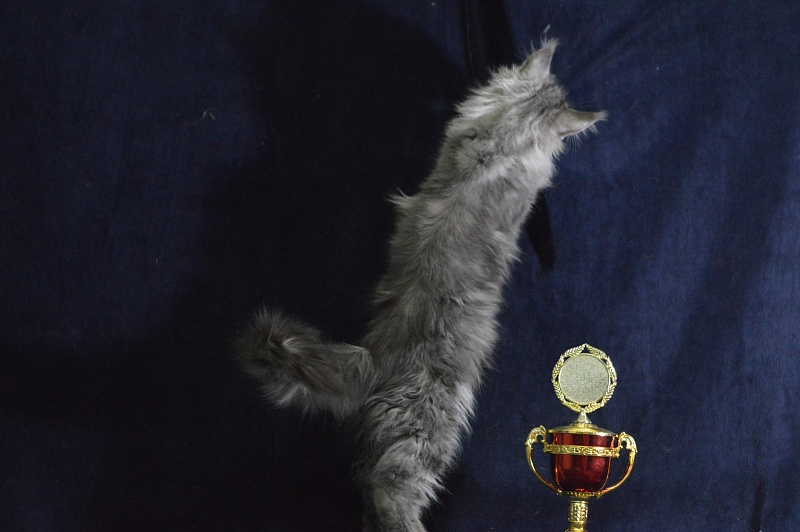 Tristan Akbars (polydactyl) 66/66 - Kitten maine-coon 3 months 3 weeks