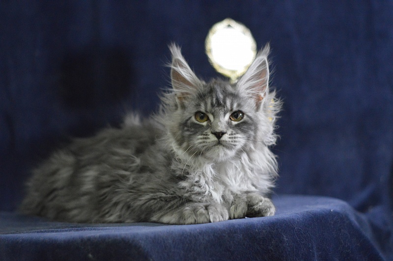 Tristan Akbars (polydactyl) 66/66 - Kitten maine-coon 3 months 3 weeks