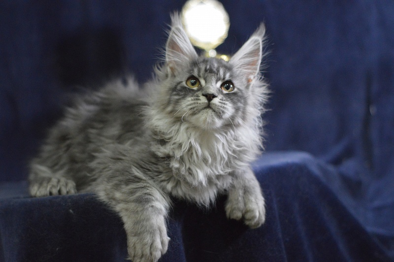 Tristan Akbars (polydactyl) 66/66 - Kitten maine-coon 3 months 3 weeks