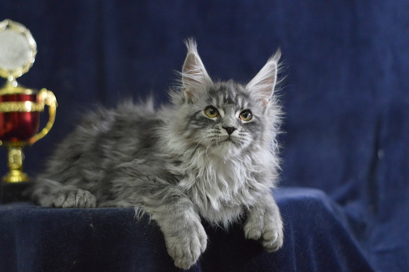 Tristan Akbars (polydactyl) 66/66 - Kitten maine-coon 3 months 3 weeks