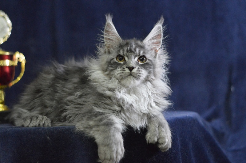 Tristan Akbars (polydactyl) 66/66 - Kitten maine-coon 3 months 3 weeks