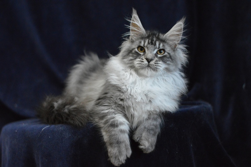 Tristan Akbars (polydactyl) 66/66 - Kitten maine-coon 5 months