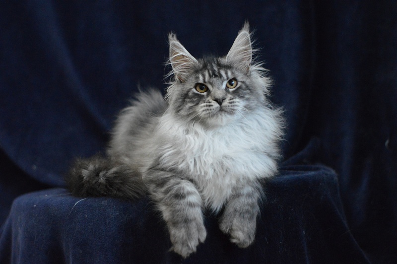 Tristan Akbars (polydactyl) 66/66 - Kitten maine-coon 5 months