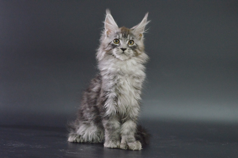 Tristan Akbars (polydactyl) 66/66 - Kitten maine-coon 3 months