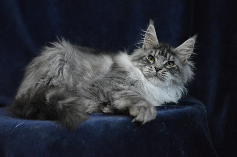 Tristan Akbars (polydactyl) 66/66 - Kitten maine-coon 5 months