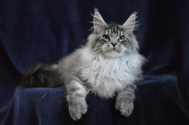 Tristan Akbars (polydactyl) 66/66 - Kitten maine-coon 5 months