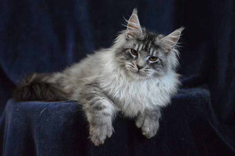 Tristan Akbars (polydactyl) 66/66 - Kitten maine-coon 5 months