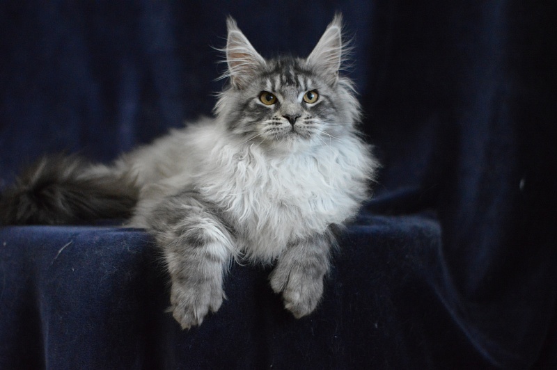 Tristan Akbars (polydactyl) 66/66 - Kitten maine-coon 5 months