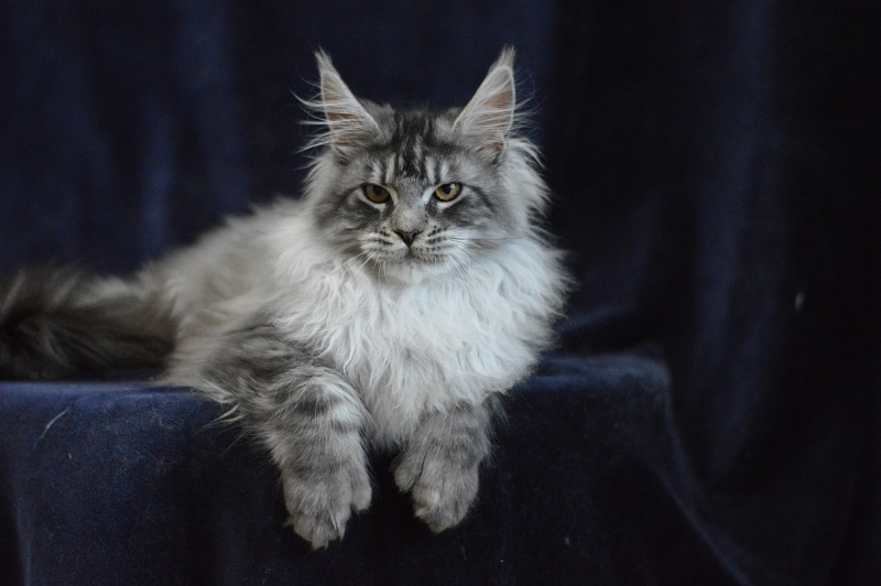 Tristan Akbars (polydactyl) 66/66 - Kitten maine-coon 5 months