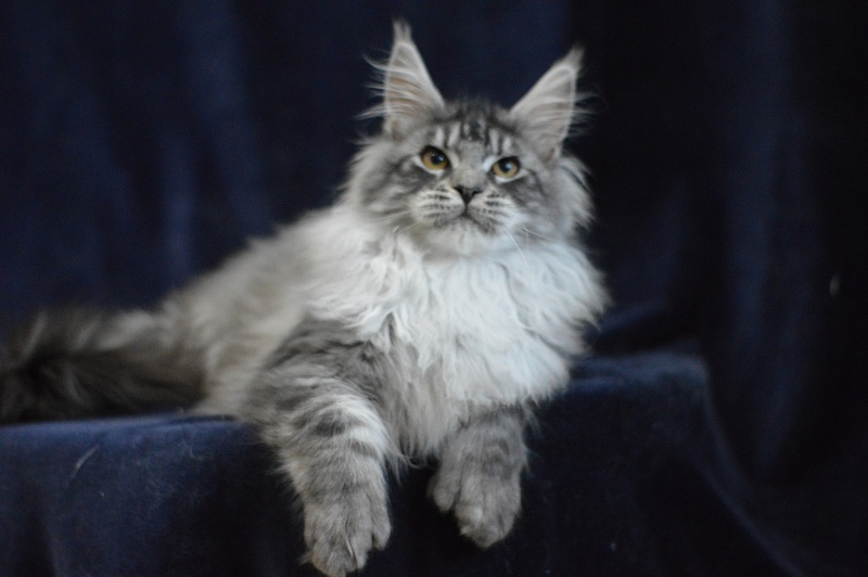 Tristan Akbars (polydactyl) 66/66 - Kitten maine-coon 5 months