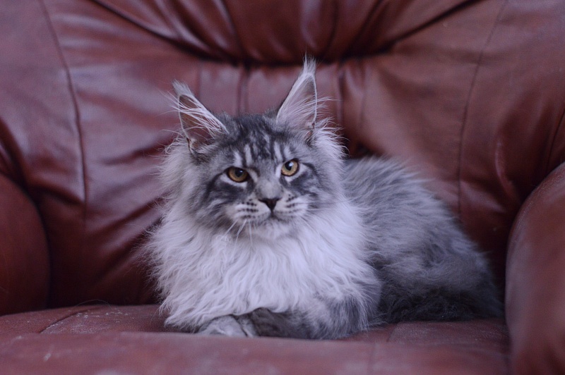 Tristan Akbars (polydactyl) 66/66 - Kitten maine-coon 5 months 2.5 weeks