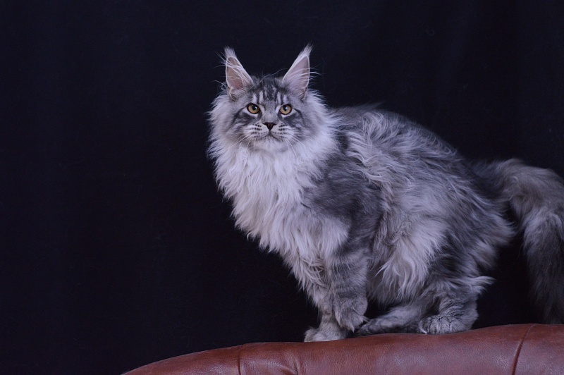 Tristan Akbars (polydactyl) 66/66 - Kitten maine-coon 5 months 2.5 weeks