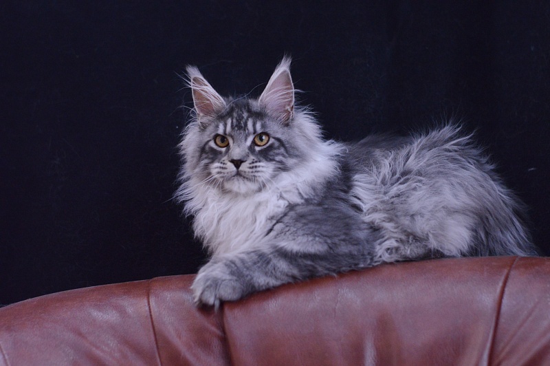 Tristan Akbars (polydactyl) 66/66 - Kitten maine-coon 5 months 2.5 weeks