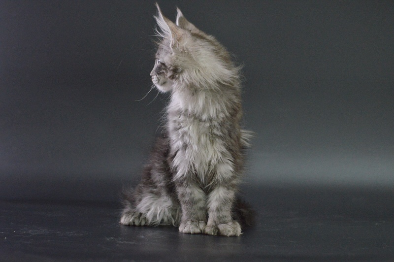 Tristan Akbars (polydactyl) 66/66 - Kitten maine-coon 3 months