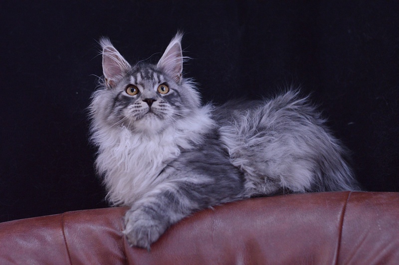 Tristan Akbars (polydactyl) 66/66 - Kitten maine-coon 5 months 2.5 weeks
