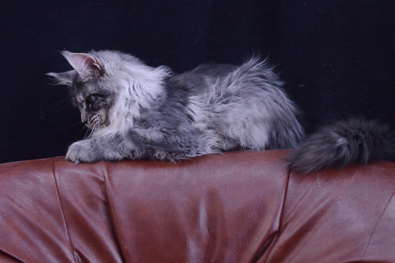 Tristan Akbars (polydactyl) 66/66 - Kitten maine-coon 5 months 2.5 weeks