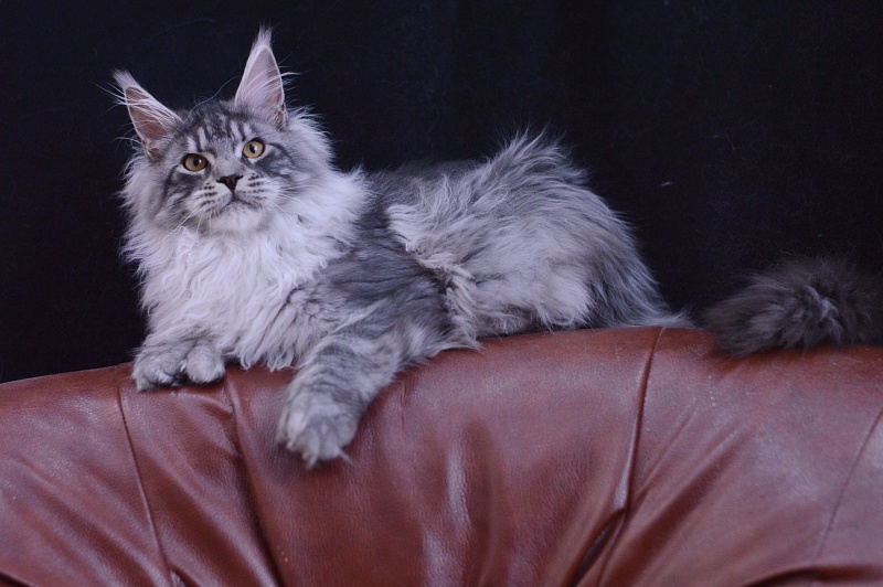 Tristan Akbars (polydactyl) 66/66 - Kitten maine-coon 5 months 2.5 weeks