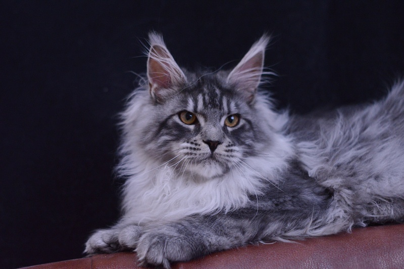 Tristan Akbars (polydactyl) 66/66 - Kitten maine-coon 5 months 2.5 weeks
