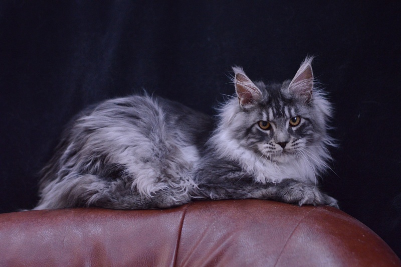 Tristan Akbars (polydactyl) 66/66 - Kitten maine-coon 5 months 2.5 weeks