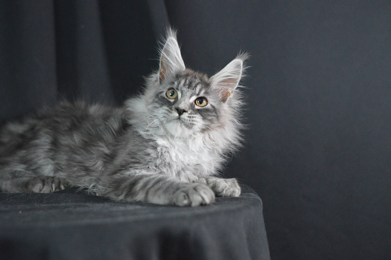 Tristan Akbars (polydactyl) 66/66 - Kitten maine-coon 3 months 2 weeks
