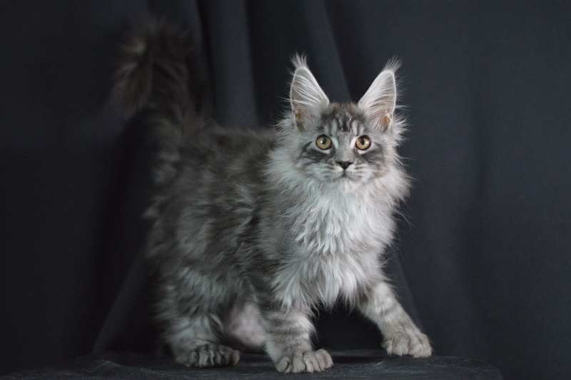 Tristan Akbars (polydactyl) 66/66 - Kitten maine-coon 3 months 2 weeks