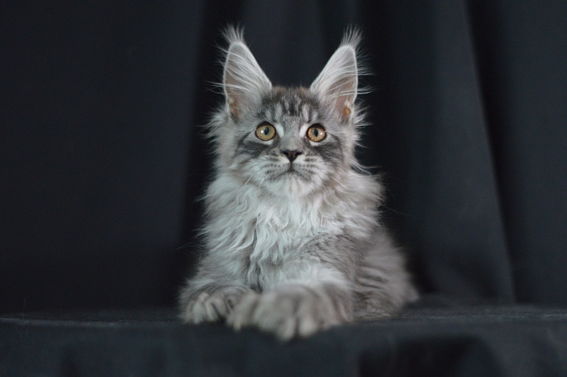 Tristan Akbars (polydactyl) 66/66 - Kitten maine-coon 3 months 2 weeks