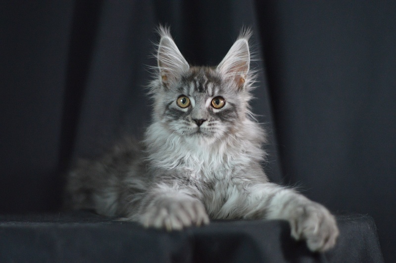 Tristan Akbars (polydactyl) 66/66 - Kitten maine-coon 3 months 2 weeks