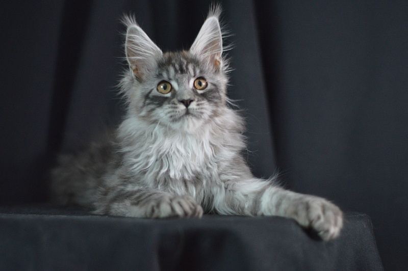 Tristan Akbars (polydactyl) 66/66 - Kitten maine-coon 3 months 2 weeks