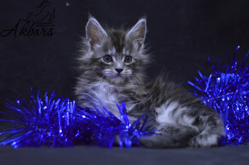 Tristan Akbars (polydactyl) 66/66 - Kitten maine-coon 1 month 1 week