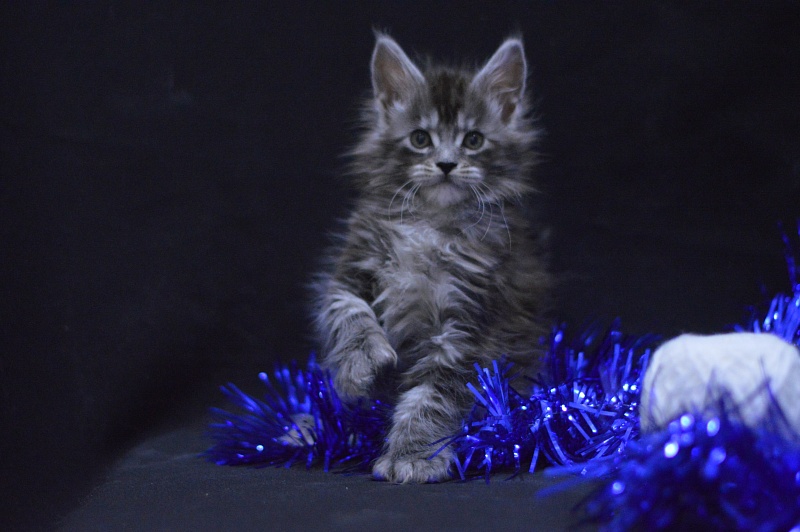 Tristan Akbars (polydactyl) 66/66 - Kitten maine-coon 1 month 1 week