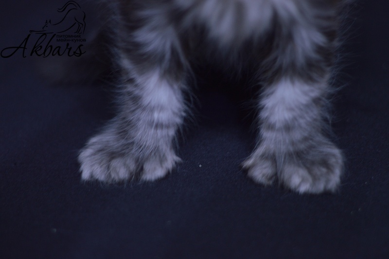 Tristan Akbars (polydactyl) 66/66 - Kitten maine-coon 1 month 3.5 weeks