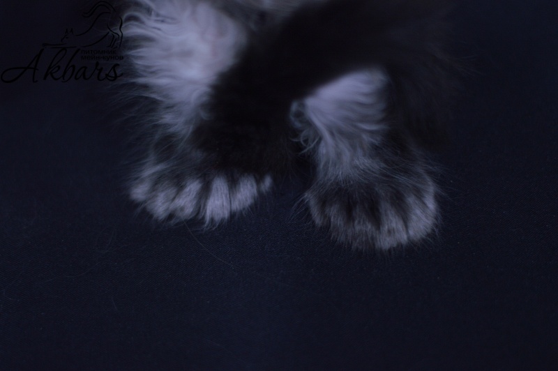 Tristan Akbars (polydactyl) 66/66 - Kitten maine-coon 1 month 3.5 weeks
