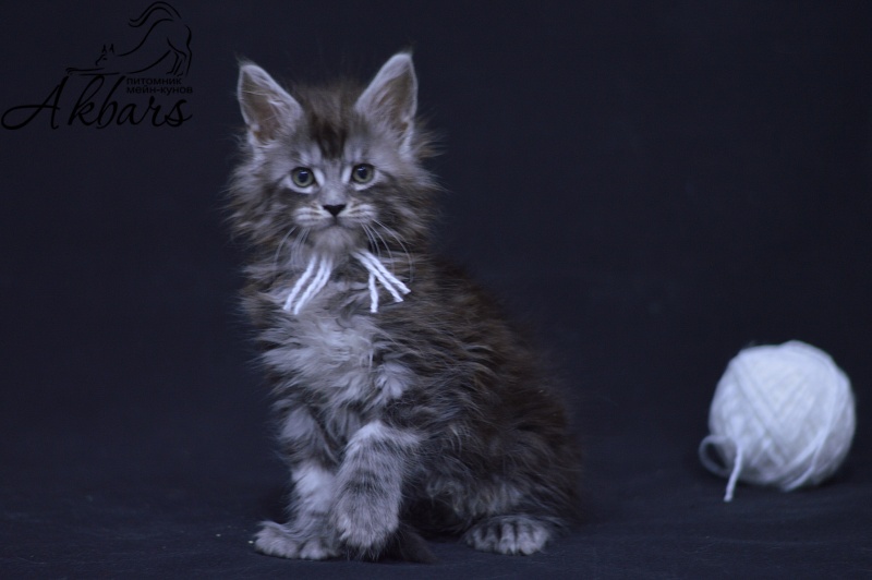 Tristan Akbars (polydactyl) 66/66 - Kitten maine-coon 1 month 3.5 weeks