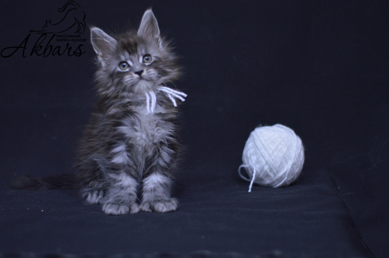 Tristan Akbars (polydactyl) 66/66 - Kitten maine-coon 1 month 3.5 weeks