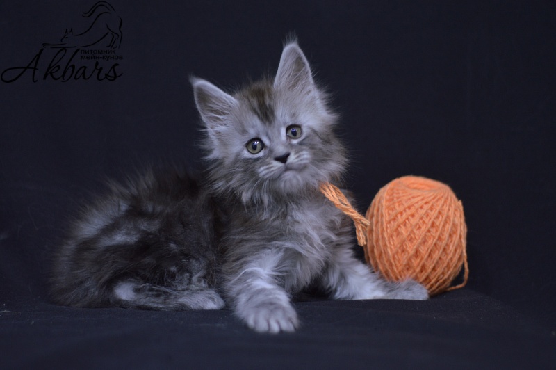 Tanker Akbars - Kitten maine-coon 1 month 3.5 weeks
