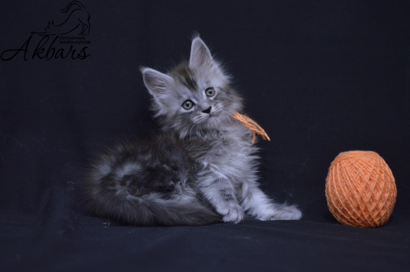 Tanker Akbars - Kitten maine-coon 1 month 3.5 weeks
