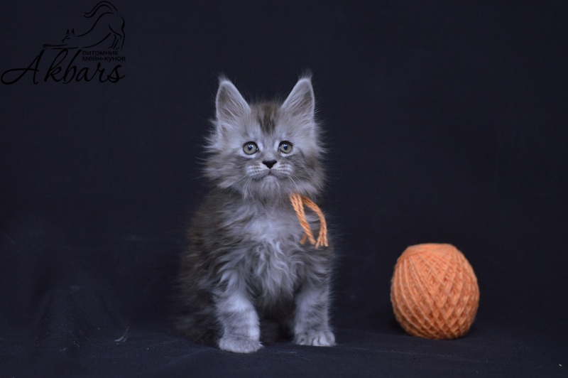 Tanker Akbars - Kitten maine-coon 1 month 3.5 weeks