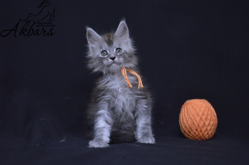 Tanker Akbars - Kitten maine-coon 1 month 3.5 weeks