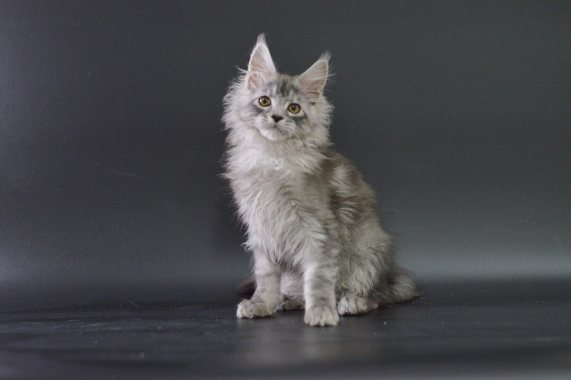 Tanker Akbars - Kitten maine-coon 3 months